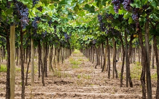 Acordaron subas salariales para trabajadores de viñas y bodegas