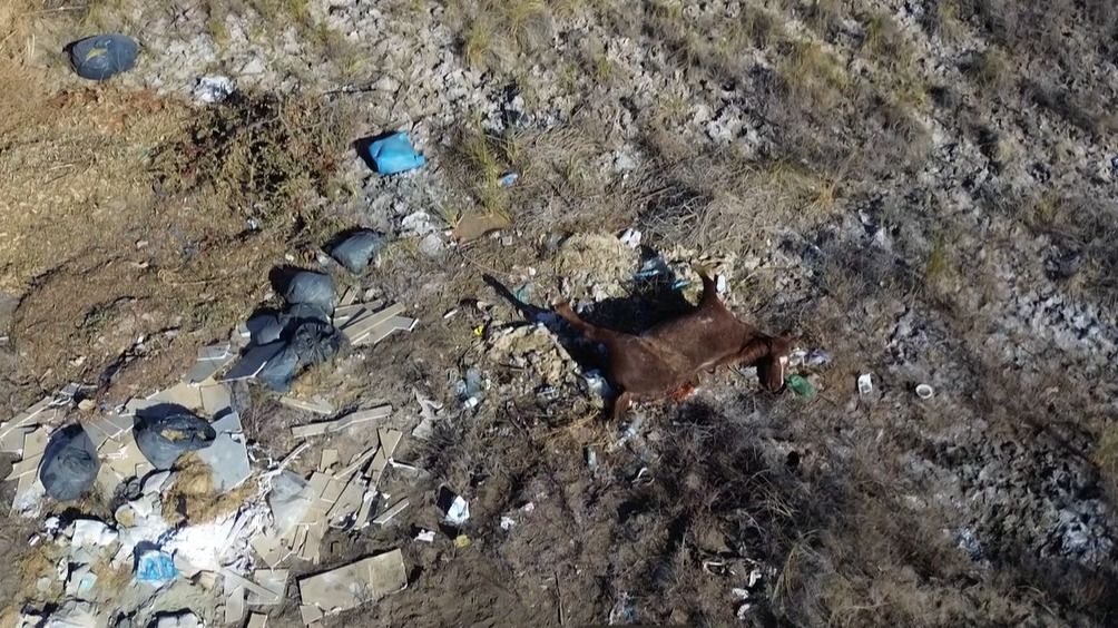 Faena ilegal de caballos: siguen los hallazgos y denuncias en San Juan