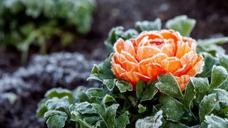Una experta brindó tips para el cuidado de plantas en invierno