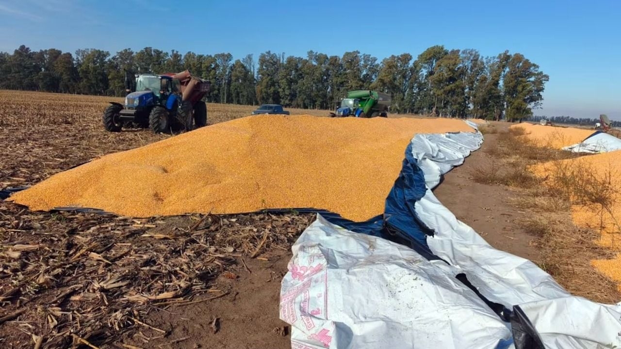  Rompieron 12 silobolsas y provocaron pérdidas millonarias