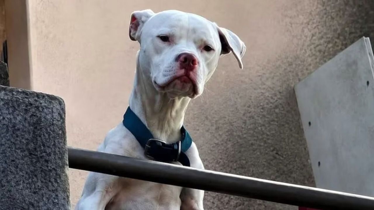 Rescataron un dogo desnutrido en la casa del acusado por el crimen de Agostina Vega