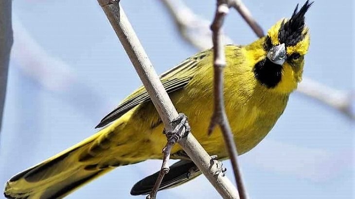 Regresaron a Río Negro los 26 cardenales amarillos rescatados en San Juan