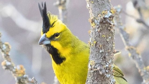 Ambiente proyecta recuperar al cardenal amarillo en Valle Fértil