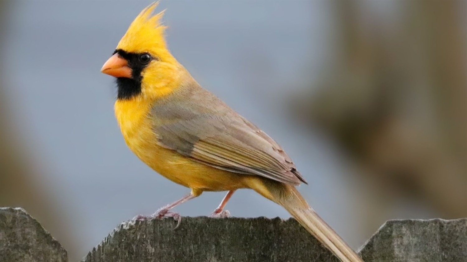 Cardenales rescatados en Rawson destapó una red ilegal con Río Negro