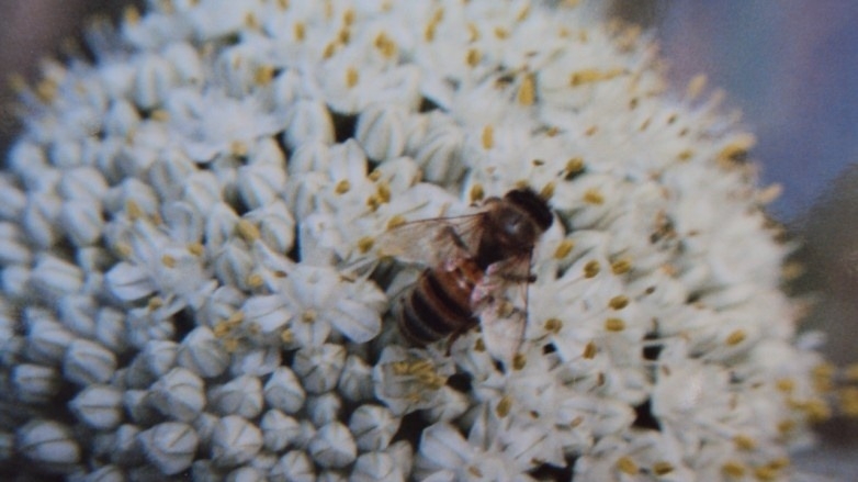 Más de $600.000 por hectárea se necesita para polinizar con abejas en San Juan