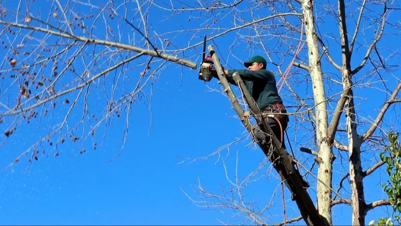Un trabajador quedó en coma tras caerse de un árbol mientras lo podaba