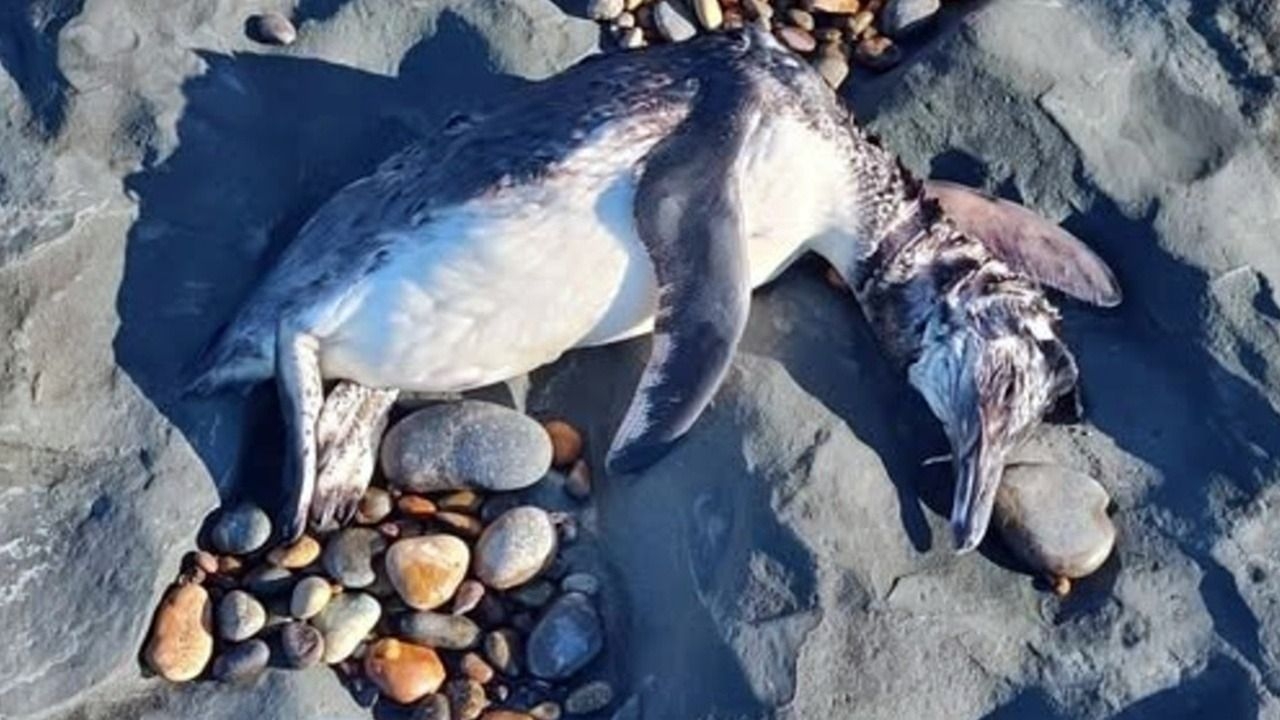 Alarma en la Patagonia por la aparición de numerosos pingüinos muertos
