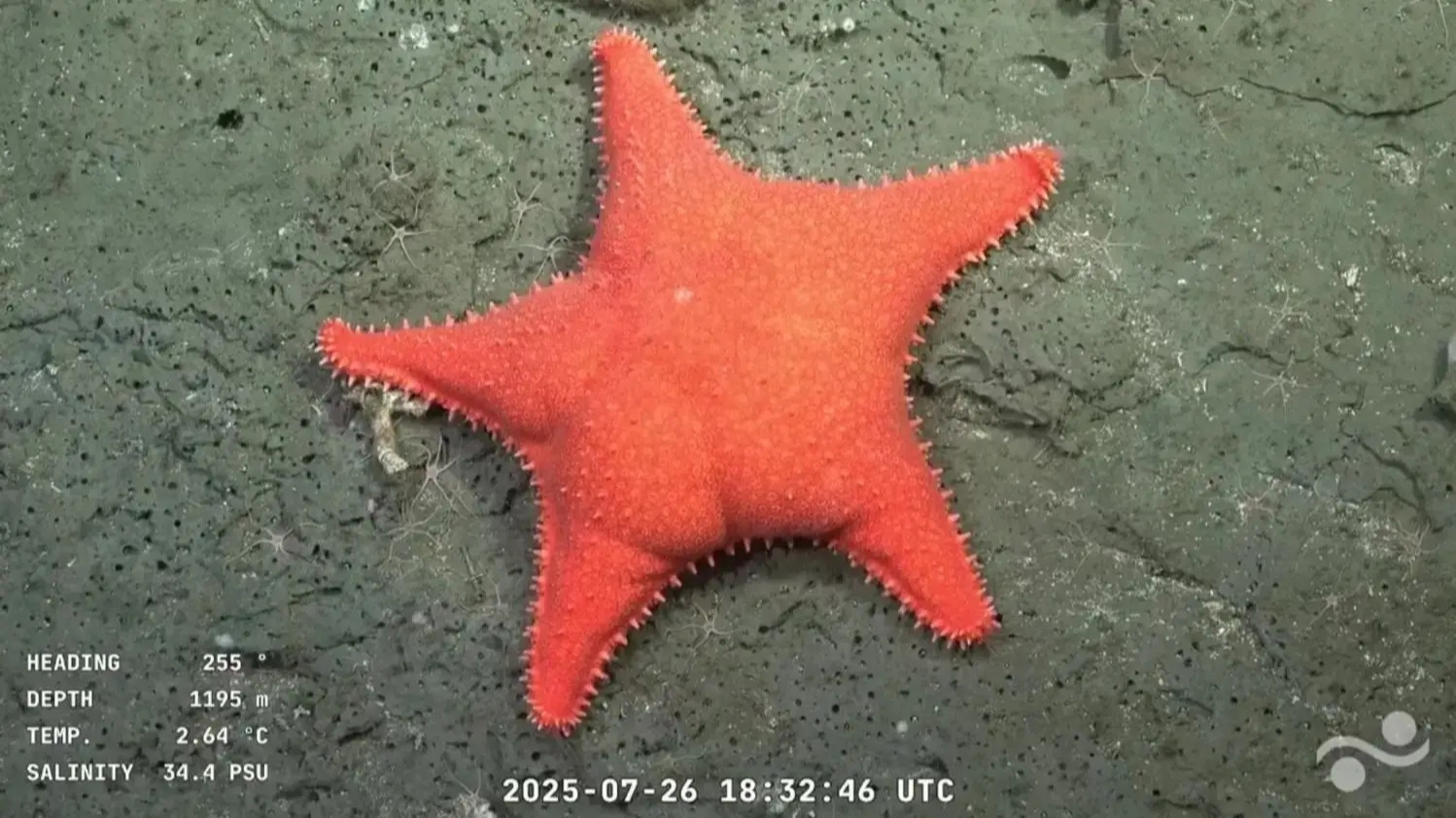 El CONICET prepara una nueva expedición al océano profundo para explorar zonas inexploradas frente a Chubut