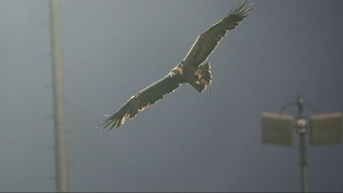 La tradición del águila que sorprendió en el partido de Argentina