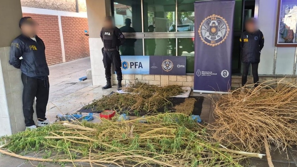 Incautaron kilos de marihuana y desbarataron un centro de cultivo en Pocito