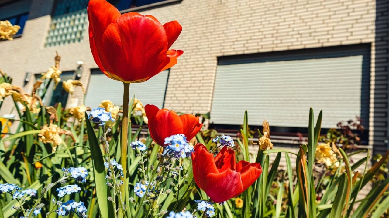 Las siete flores que no conviene plantar en el jardín por ser invasoras o tóxicas