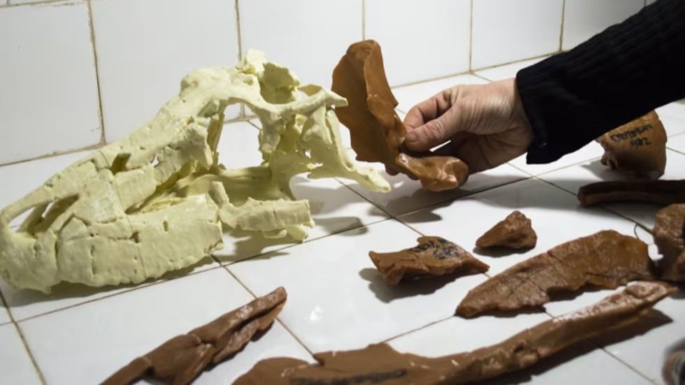 Conicet encuentra al depredador más temido antes de los dinosaurios en La Rioja