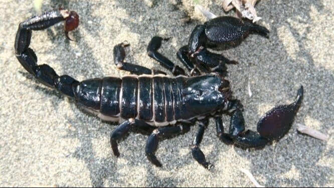 Praearcturus, el escorpión que mide un metro y es el más grande de la tierra