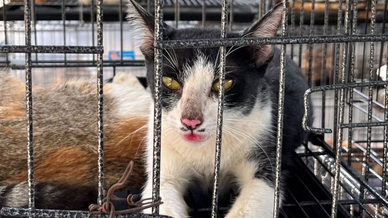 Rescatan casi 400 gatos que iban a ser vendidos para consumo humano