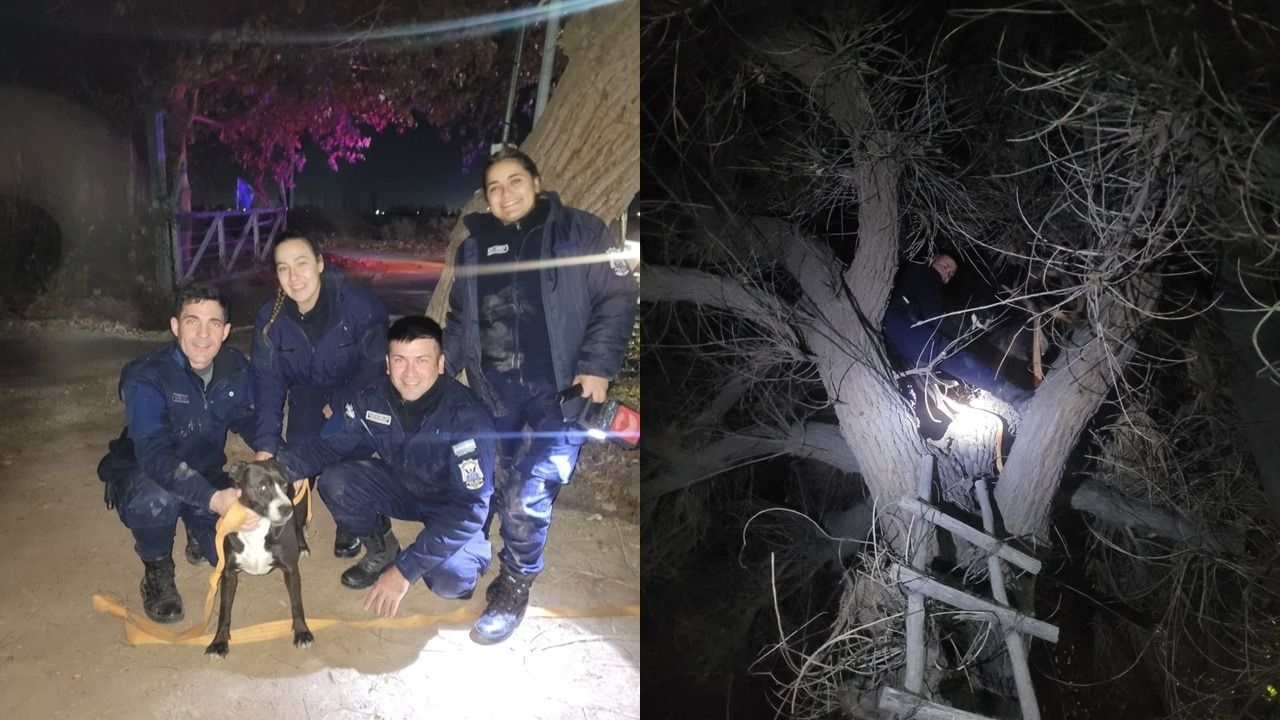 La policía rescató a un perro atrapado en un árbol en las Chacritas