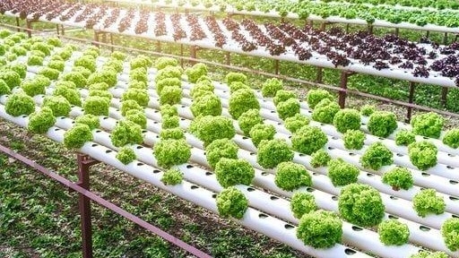 Qué son las huertas hidropónicas y cómo funciona este cultivo sin tierra