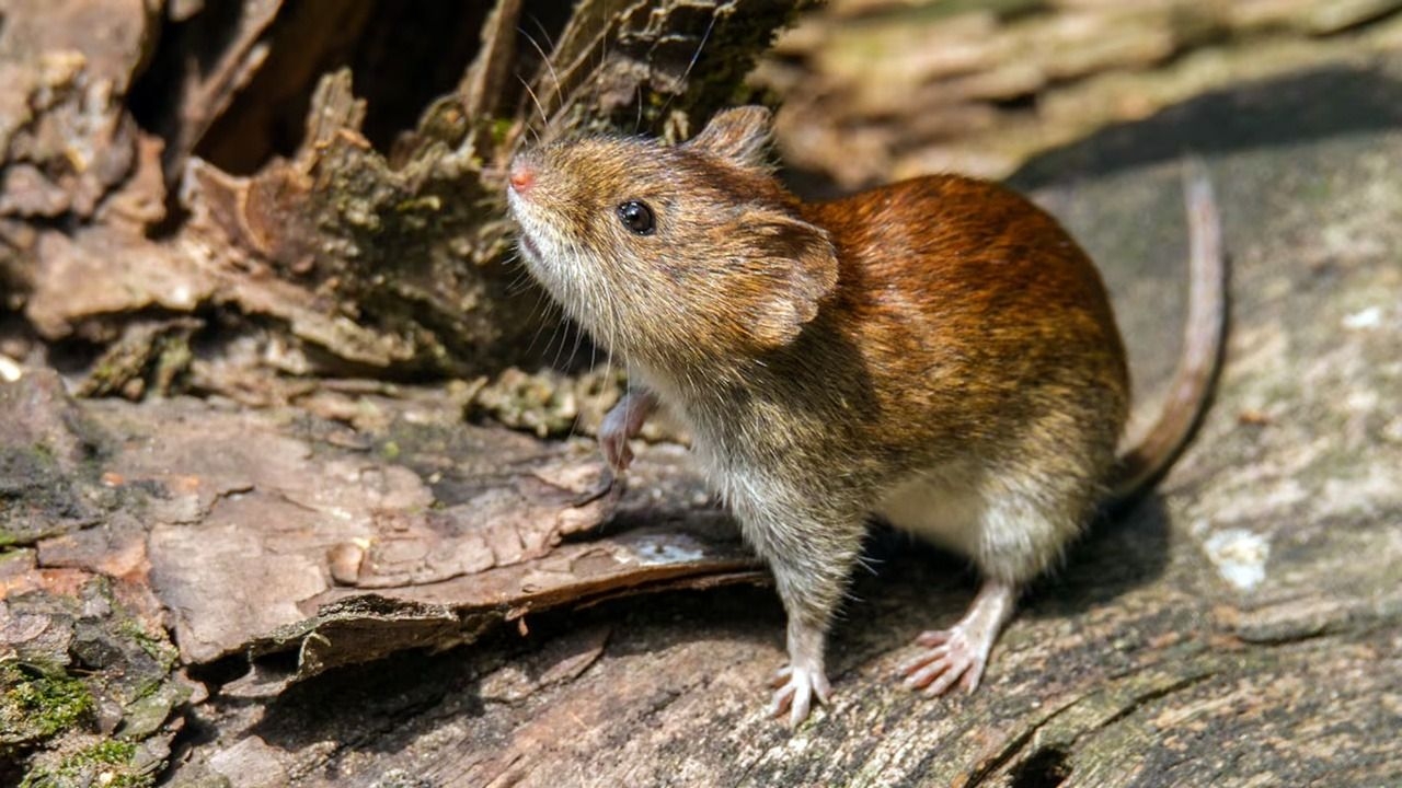 Confirman un nuevo caso de hantavirus en Bariloche