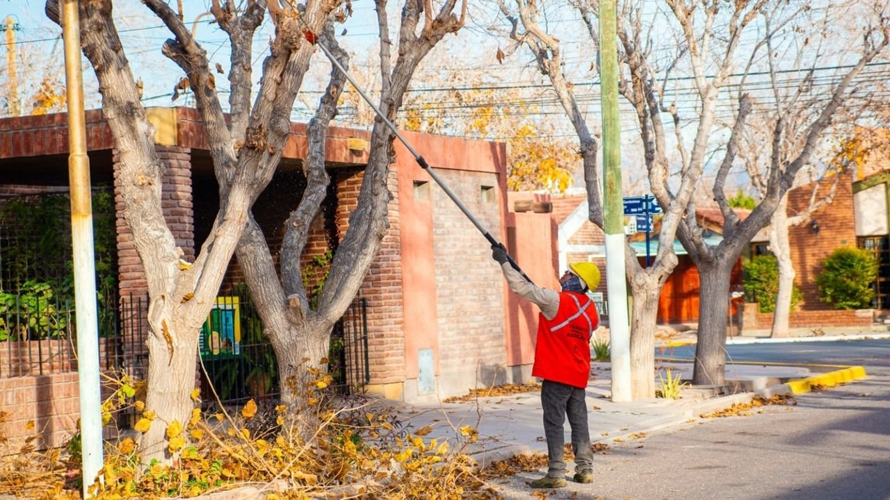 Avanza la poda del arbolado urbano y público en Rivadavia