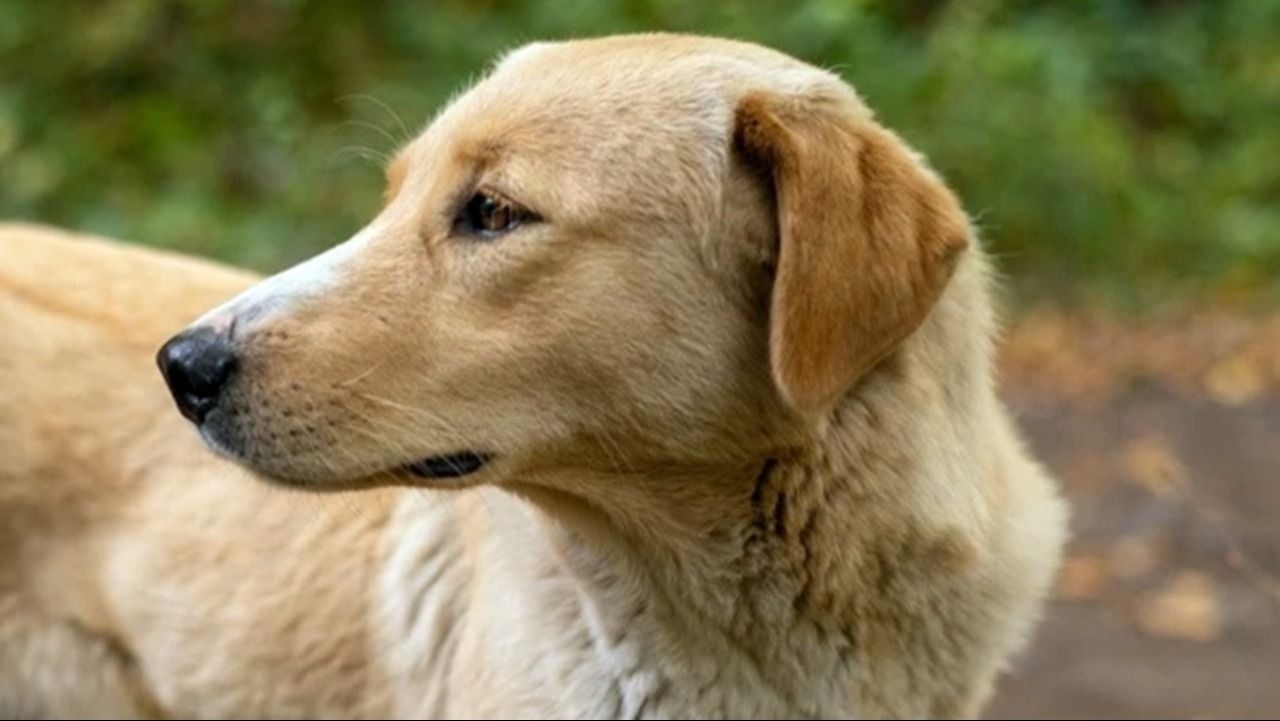 Un productor rural mató de un disparo al perro de su vecino y fue detenido