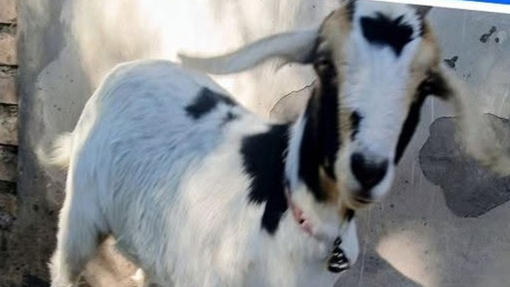 “No me comas”: el pedido viral de una sanjuanina que busca a su cabra perdida