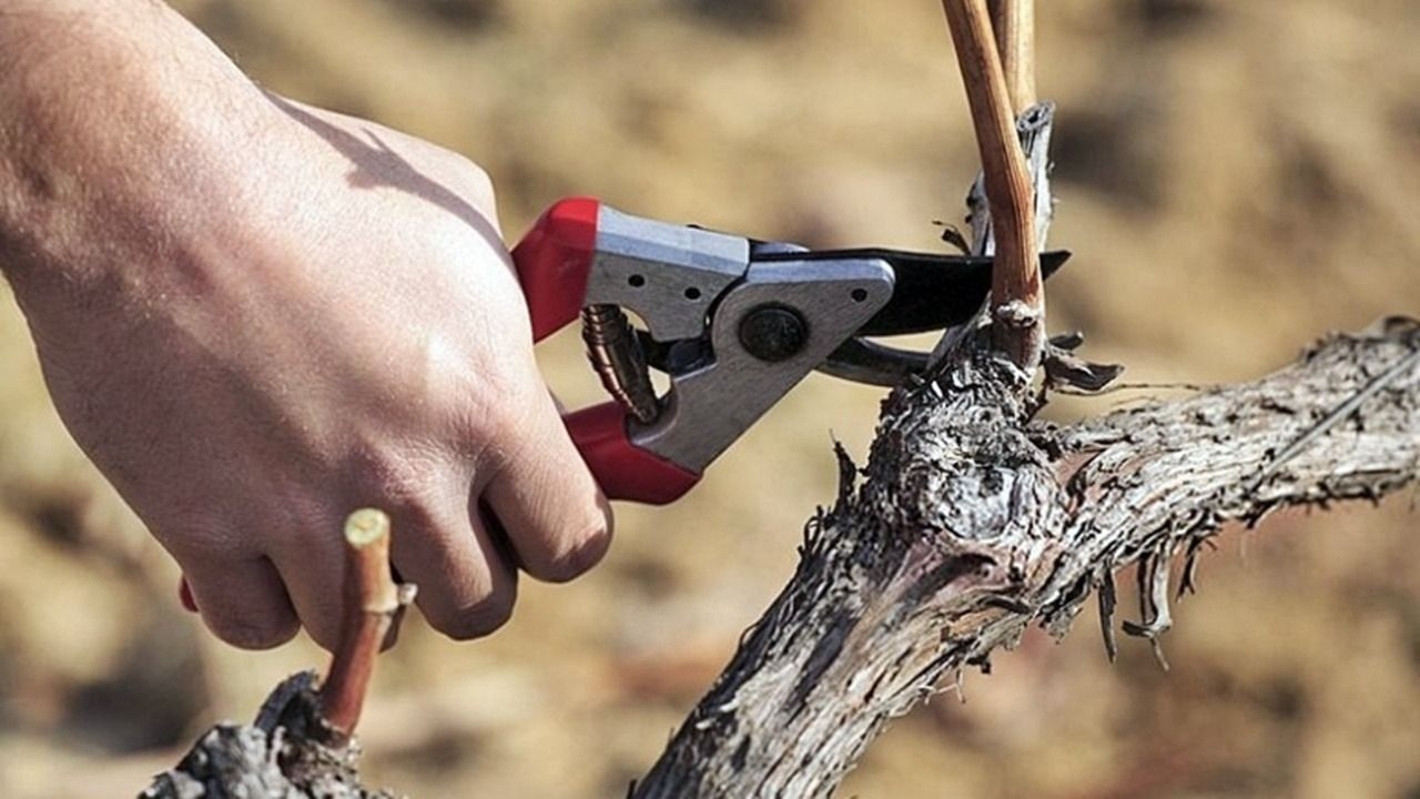 Lanzan créditos para productores que inicien trabajos de poda y atada