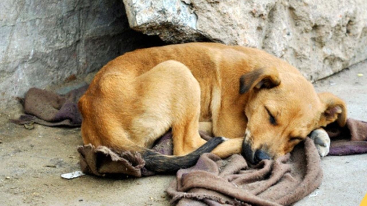 Patitas Sin Hogar lanzó su colecta de abrigo para perros callejeros y piden frenar los robos