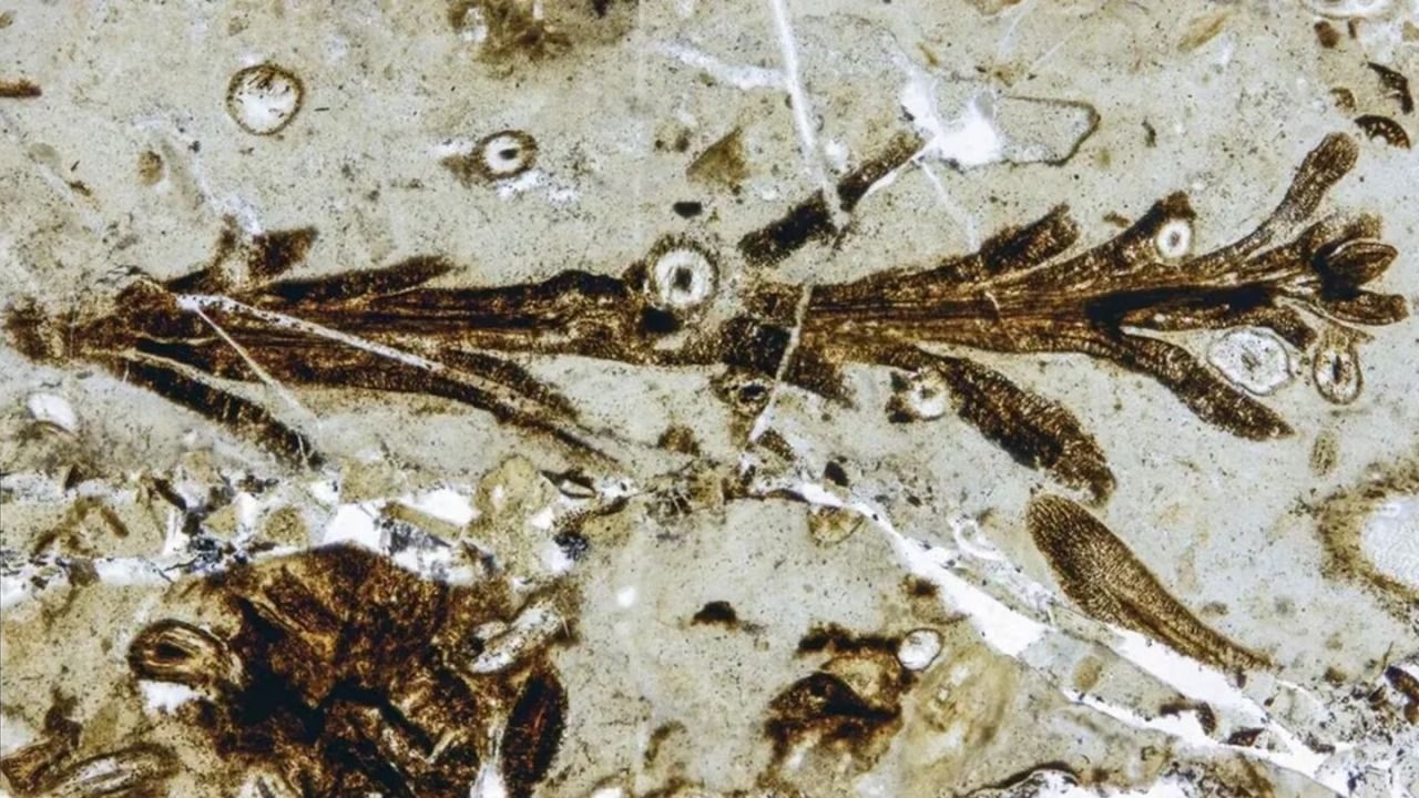 Descubren en Santa Cruz una planta de 150 millones de años con preservación única