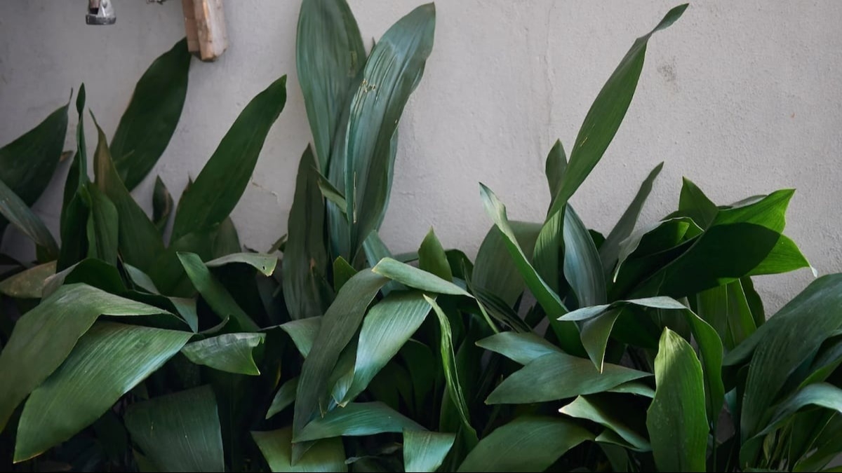 La planta resistente que absorbe el calor y mejora el ambiente del salón