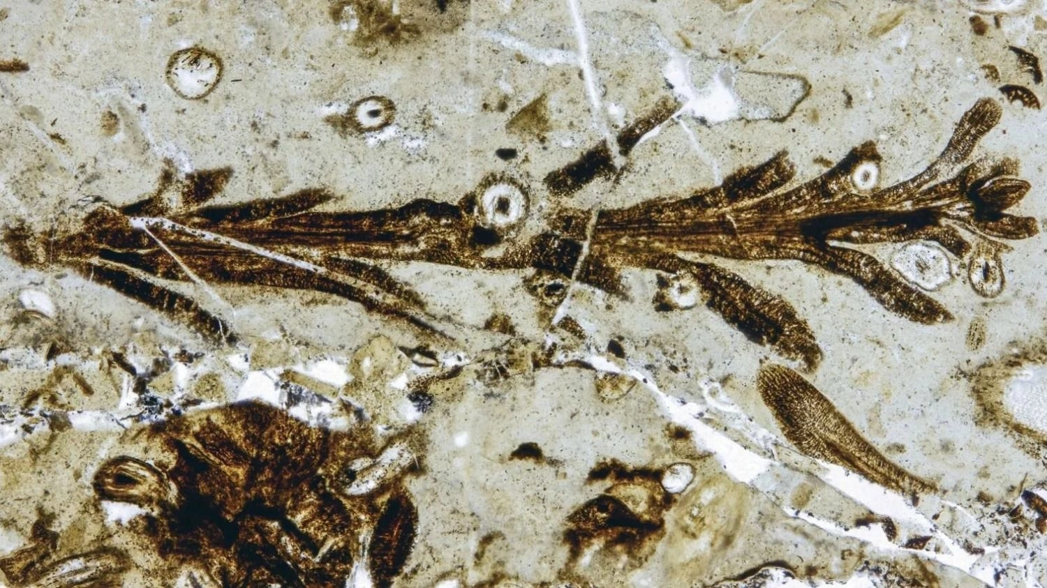 Hallan en Santa Cruz una planta fósil de 150 millones de años