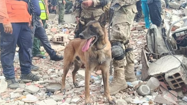 Bart, el perro argentino que salvó niños entre los escombros en Venezuela
