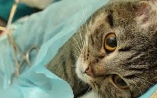 El quirófano móvil de mascotas estará en el Loteo Esperanza