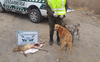 Cazador furtivo fue atrapado por Gendarmería en Jáchal