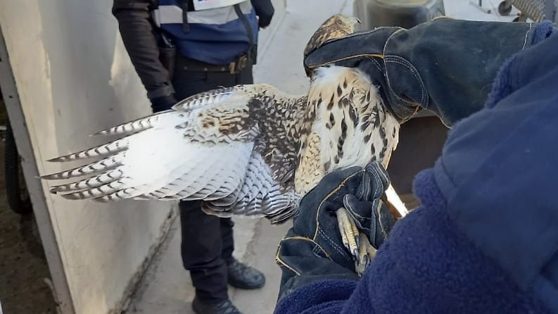 La Policía rescató a un águila que había recibido un disparo