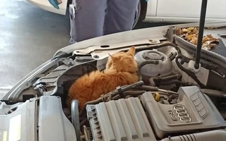 Viajó desde Los Berros a Capital con un “polizón” gatuno en el motor de su auto  