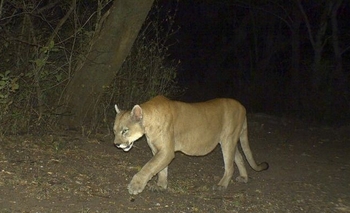 Ambiente y Policía Rural monitorean por un posible puma en Cañada Honda