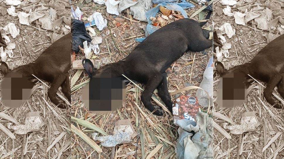 Denuncian que asesinaron a un cachorro en Pocito de un golpe en la cabeza