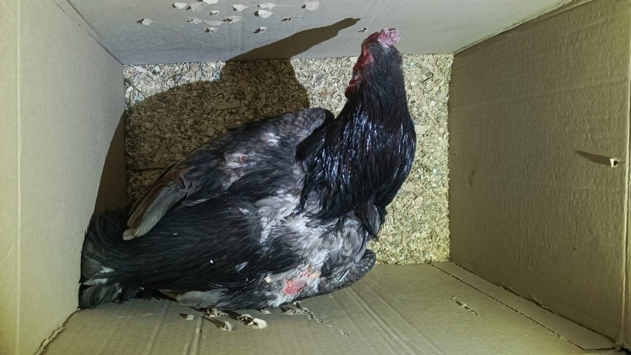 Desarticularon una red de riña de gallos clandestina