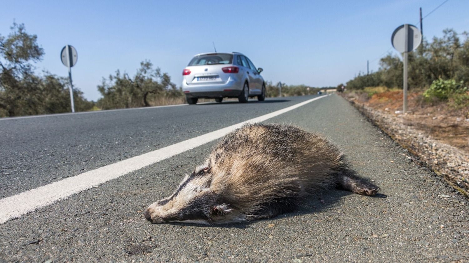 Cómo registrar atropellamientos de fauna silvestre en San Juan con Epicollect5
