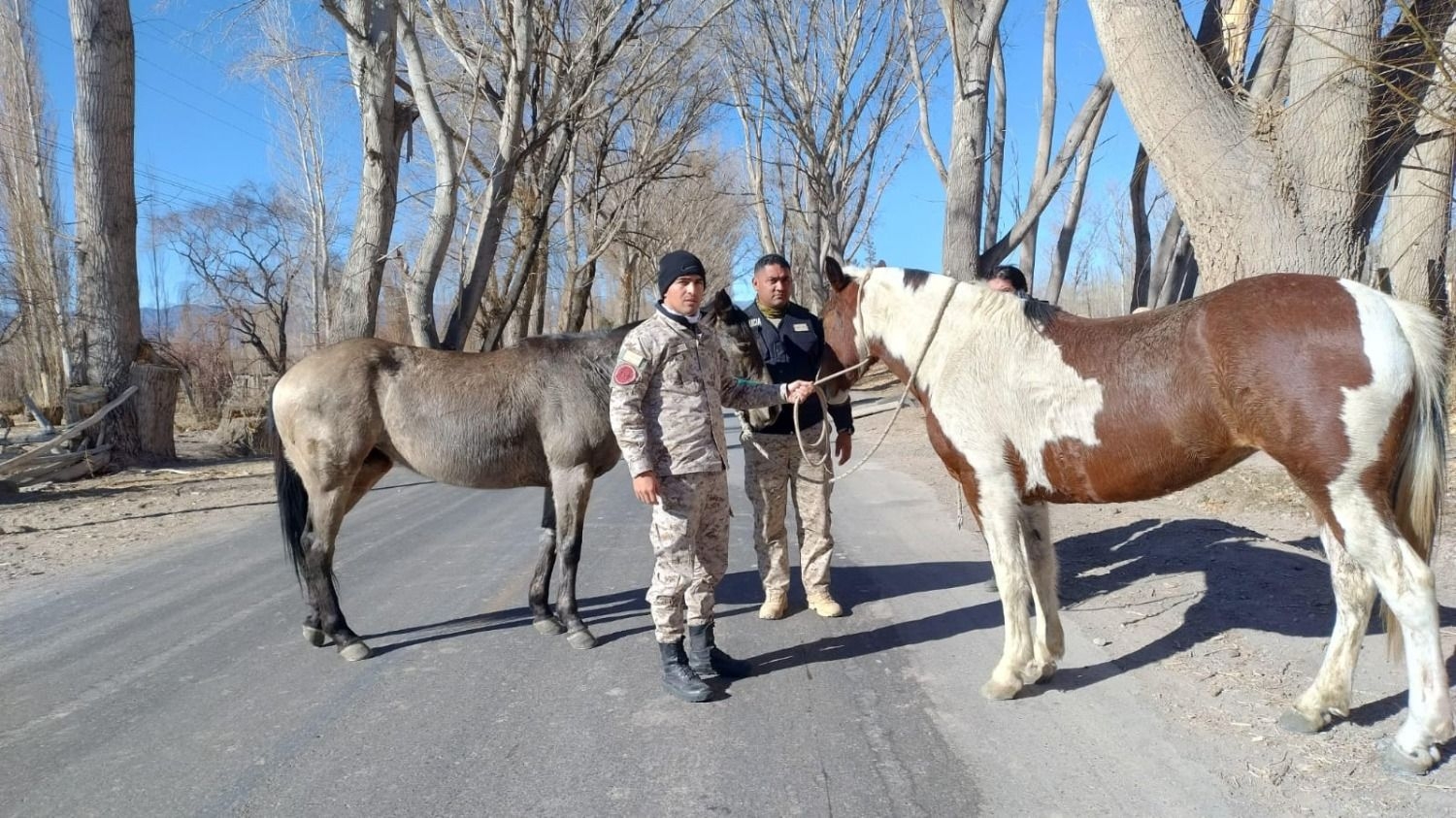 Operativos rurales: secuestraron 8 animales sueltos en San Juan
