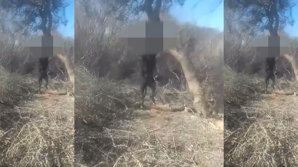 Crueldad animal en San Juan: ahorcaron a un galgo en Angaco