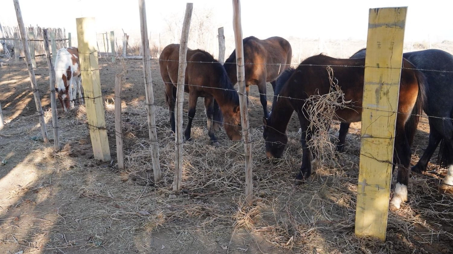 Durante el viento Zonda intentaron robar caballos de una escuela en Sarmiento