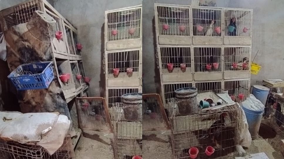 Secuestran más de 15 gallos de pelea en un operativo en 25 de Mayo