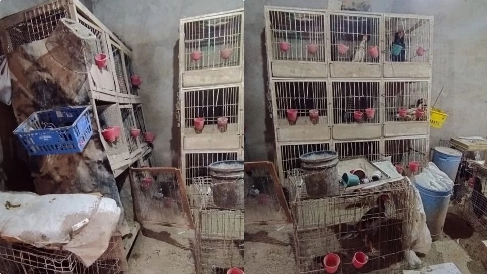 Secuestran más de 15 gallos de pelea en un operativo en 25 de Mayo
