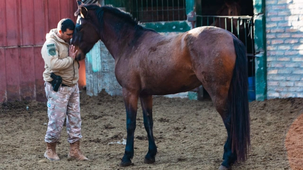 Caballos recuperados se convierten en aliados de seguridad en San Juan