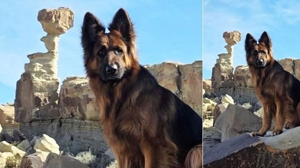 El perrito influencer que se emociona por su baño pasó por San Juan y enamoró a todos