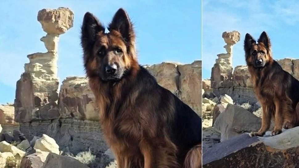 El perrito influencer que se emociona por su baño pasó por San Juan y enamoró a todos