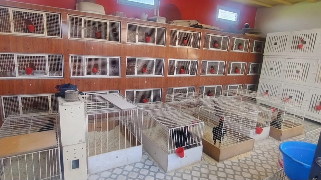 Policía Rural de San Juan incautó más de 60 gallos de pelea