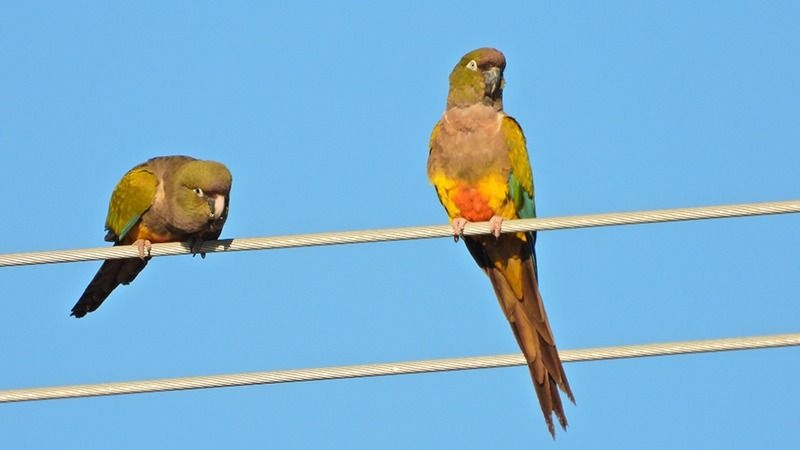 Loros afectan cultivos y advierten falta de control