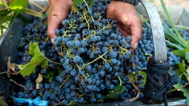Cómo fue el acuerdo entre productores y Fecovita por el precio de la uva