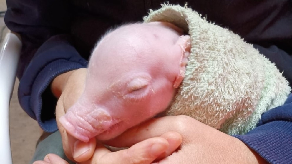 Nació el primer cerdo modificado en Argentina para trasplantes de órganos humanos